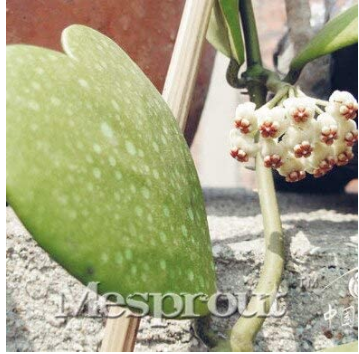 100PCS / Bag Hoya Kerrii Bonsai (Hoya Kerrii) Family Bonsai Gardening Supplies Variety of Flower Bonsai - (Color: 37)