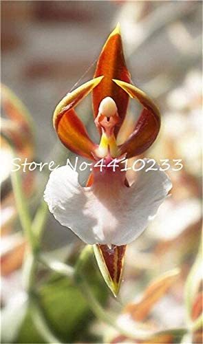 100 Pcs Unique Black Cymbidium Faberi Flower Bonsai Flowering Monkey Face Orchid Bonsai Perennial Plants Orchid Flower Bonsai - (Color: d)