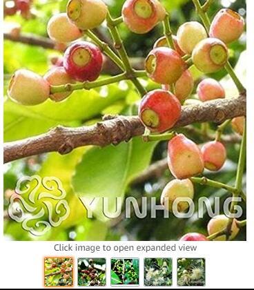 Novel Plant Cleistocalyx Operculatus Bonsai 50pcs, Family Myrtaceae Syzygium Operculatum Bonsai, Ornamental Plant Shui Weng