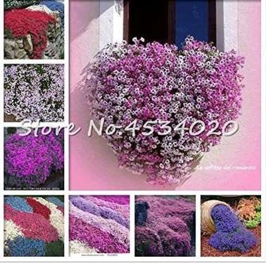 200 Pcs Creeping Thyme Bonsai Flower Plant Rock CRESS Ground Cover Plants Carpet Evergreen Plant Easy to Grow for Garden Lawn - (Color: Mixed)