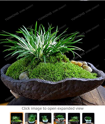 Acorus Gramineus Seeds Bonsai Study Office Green Planting Mini Potted Bonsai Purifying Air 100 Pcs Easy to Grow