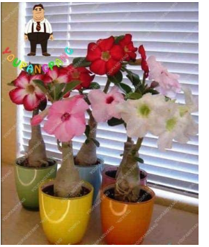 100% True Desert Rose Bonsai Ornamental Plants Balcony Bonsai Potted Flowers Bonsai Adenium Obesum Bonsai - 1 Particles/Lot - (Color: White)