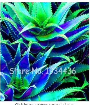 Rare 50 Pcs Aloe Vera Plant Herbal Succulent Bonsai Houseplants Edible Beauty Cosmetic Rare Flower Garden Plants - (Color: 6)