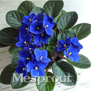 100pcs Beautiful Plant Bonsai Flower Bonsai African Red Purple Mini Blue Violet Bonsai Rare Jardin Houseplants Bonsai - (Color: 3)