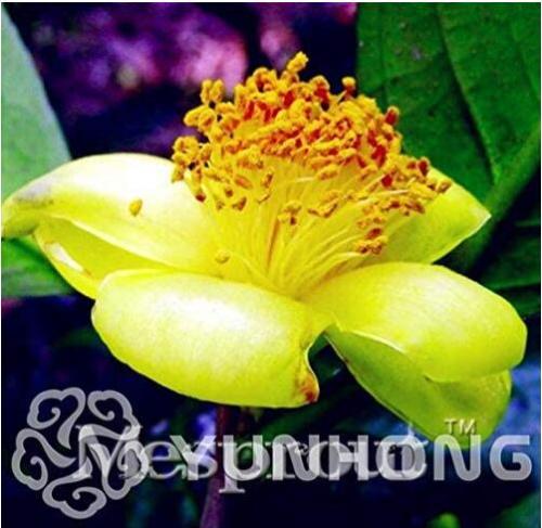 Golden Yellow Rare Camellia Nitidissima Bonsai Seeds 50PPCS