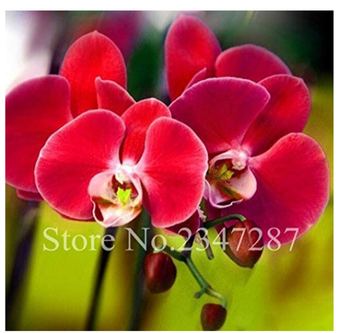 Beautiful Red Phalaenopsis Bonsai Butterfly Orchid Seeds Flower Flower Plant Ornamental Garden Phalaenopsis Orchidee 100 Pcs