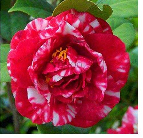 Best-Selling!GGG 50 Pieces/Bag,Camellia Bonsai, Camellia Flowers Plants 24kinds Color for Chose,#K0SBQF - (Color: 3)