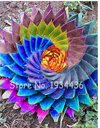 Rare 100 Pcs Aloe Vera Plant Herbal Succulent Bonsai Houseplants Edible Beauty Cosmetic Rare Flower Garden Plants - (Color: 3)