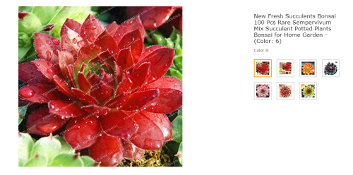 New Fresh Succulents Bonsai 100 Pcs Rare Sempervivum Mix Succulent Potted Plants Bonsai for Home Garden - (Color: 6)