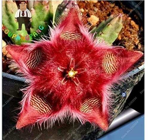 Exotic Rare Cactus Bonsai Stapelia Pulchella Bonsai Lithops Mix Succulents for Home Garden Flower Bonsai 200 Pcs - (Color: 2)