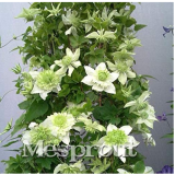 100PCS Clematis Bonsai Clematis Plant Bonsai Clematis Florida Thunb Flowers Bonsai for Garden Home Bonsai Planting