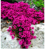 500 pcs Creeping Thyme Bonsai or Blue Rock CRESS Plant - Perennial Ground Cover Flower Flores,Natural Growth for Home Garden - (Color: 24)