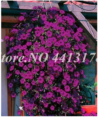 200 Pcs Bonsai Hanging Petunia Garden Petunia Mixed Color Potted Perennial Flower Planta DIY Home Garden Morning Glory Plants - (Color: 13)