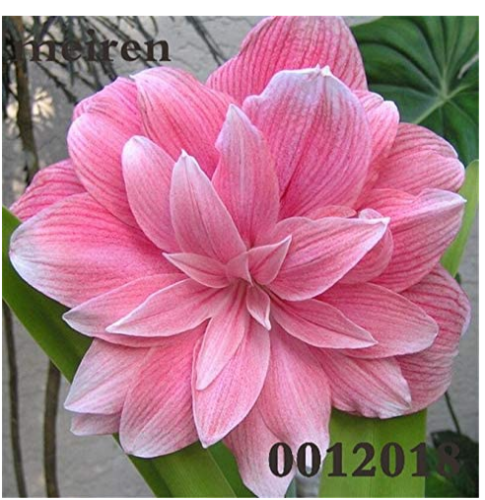 Kasuki Sale! 200 Pcs Amaryllis Cheap Amaryllis Flower, The Barbados Lily Bonsai Plant Pot, Balcony Flower Garden Ornament - (Color: 14)