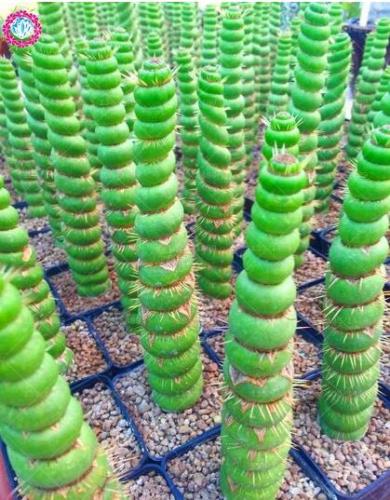 100pcs Rare Cactus Seeds Real Succulent Seeds Green Spiral Funny Bonsai Flower Plant for DIY Home Garden Supplies Easy to Grow