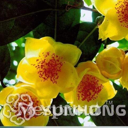 Golden Yellow Rare Camellia Nitidissima Bonsai 50PCS, Magical Oriental Yellow Camellia Shrub Bonsai, Theaceae Family Bonsai - (Color: 4)