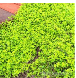 500 pcs Creeping Thyme Bonsai or Blue Rock CRESS Plant - Perennial Ground Cover Flower Flores,Natural Growth for Home Garden
