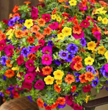 +200pcs Hanging Petunia Mixed Flores Color Waves Beautiful Flowers for Garden Plant Bonsai Flower plantas,#BJLC4O - (Color: 1)