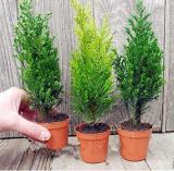 Kasuki 50 PCS Italian Cypress Tree Seeds Cupressus Sempervirens Home Garden Bonsai Planting Seeds