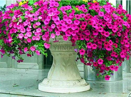 200pcs Hanging Petunia Mixed Flores Color Waves Beautiful Flowers for Garden Plant Bonsai Flower plantas,#BJLC4O - (Color: 10)