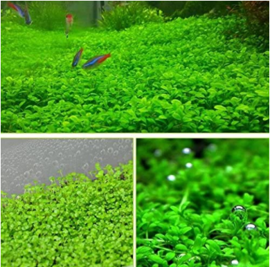 1000Pcs/Pack Aquarium Grass Seeds Aquatic Fish Tank Decor Water Plants Seeds