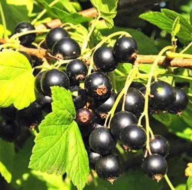 100PCS/Pack Gooseberry Seeds Physalis Peruviana Fruit Bonsai Cape Gooseberry Lantern Home Garden Fruit Plants - (Color: Black)