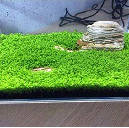 Aquarium Plant Aquarium Water Seed Easy Growing Plant Grass Seed Fish Tank Lawn Decor - (Color: Clover)