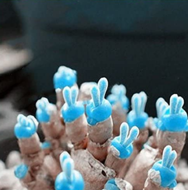 100Pcs/Pack Mini Blue Succlent Seed Monilaria Obconica Rabbit Living Lithops Flowers Seed