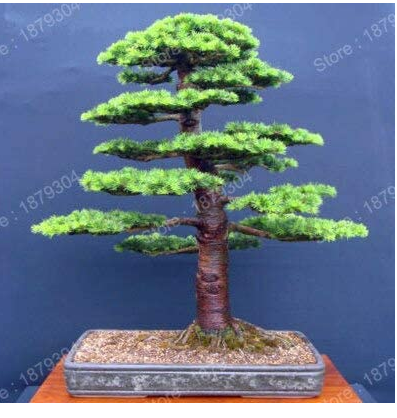 Promotion Japanese Cedar Tree Bonsai Resistant to Cold Evergreen Cedar Tree for Home Garden Planting Easy Genuine 100pcs/bag - (Color: Purple)
