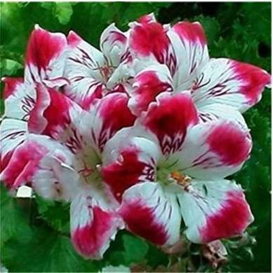 100 PCS Garden Geranium Seed Rare Potted Flower Seed Perennial Outdoor Decoration Plant
