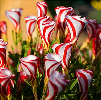 100pcs/Bag Oxalis Versicolor Candy Cane Sorrel Seed Rare Flowers Very Easy to Grow Se ed for Home Garden Blooming Plants