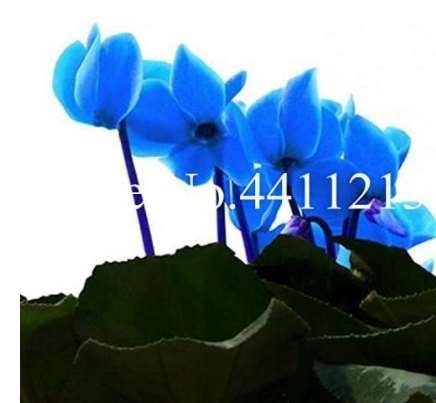 100 pcs Cyclamen Flower,Beautiful Seed Flower Flores for Home Garden Plant Pot Natural Growth Cyclamen plantas DIY Home Garden - (Color: 6)