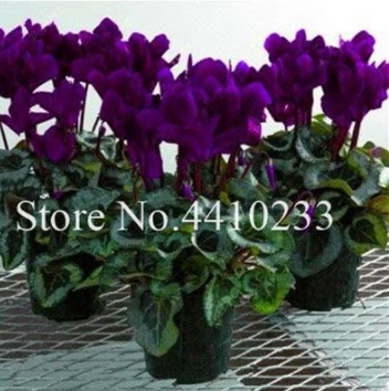 120 Pcs/Bag Multiple Color Cyclamen Seed, Cyclamen Flower ,Rare Perennial Potted Plantas for Home & Garden Natural Growth - (Color: m)