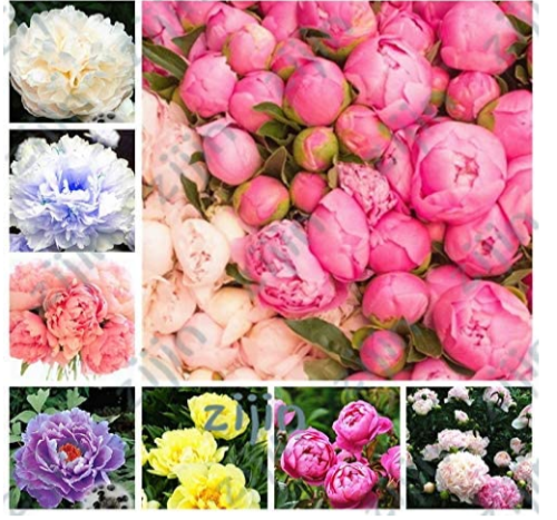 20pcs Seéd Rare Chinese Peony Planting Greenery Flowers Outdoor Terrace Courtyard Paeonia Flower for Home Garden Decoration - (Color: Black)