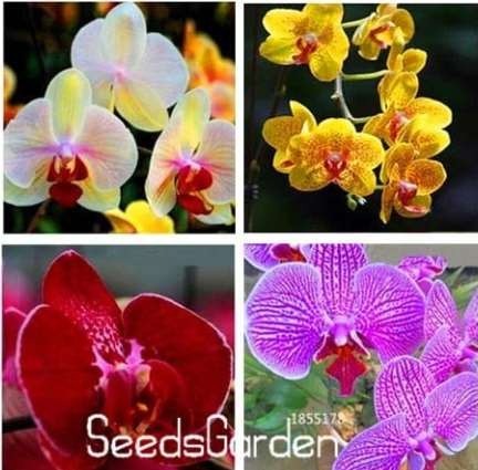 100PCS Mixed 4 Colors Orchid Seeds Yellowish Pink & Yellow Red & Dark Red & Purple Tiger