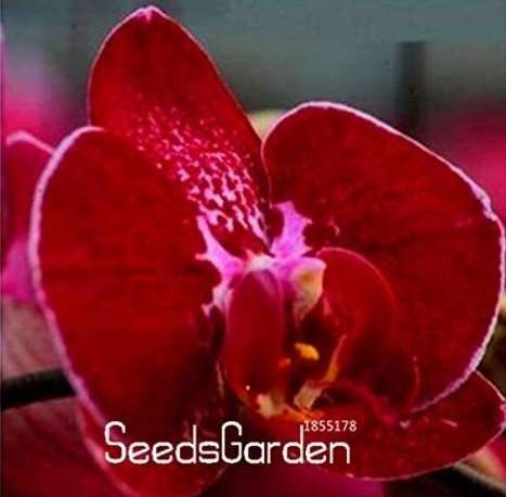 100PCS Phalaenopsis Orchid Seeds Dark Red Flowers with Pink Red Tongue Butterfly Orchid Plants