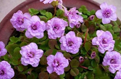 1PC Oxalis nidulans 'Pompom' Bulb Double Purple Flowers
