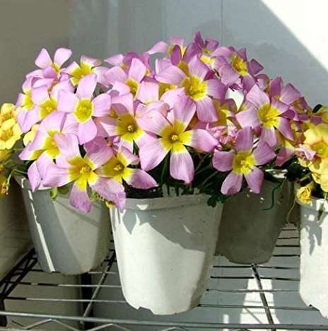 1PC Oxalis Obtusa Bulb Pink Flowers with Yellow Centre Perennial Flowers