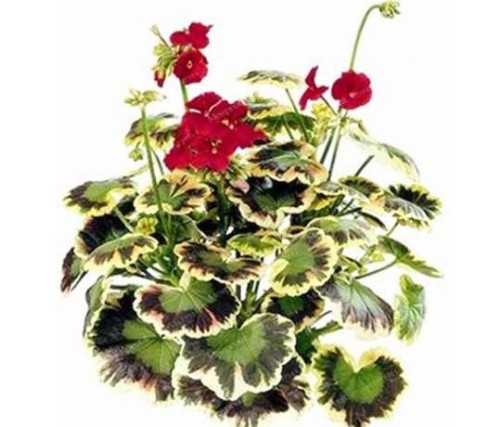 100PCS Geranium Seeds Variegated Red Flowers with Colorful Leaves