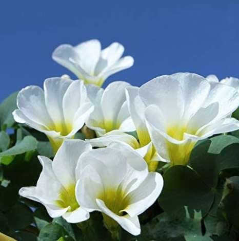 1PC Oxalis Oxalis ‘White Hibiscus’ Bulb White Flowers with Yellow Centre (Small Bulb)