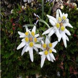 20PCS 100% Genuine Edelweiss Seeds The Plant of High Mountain of New Zealand
