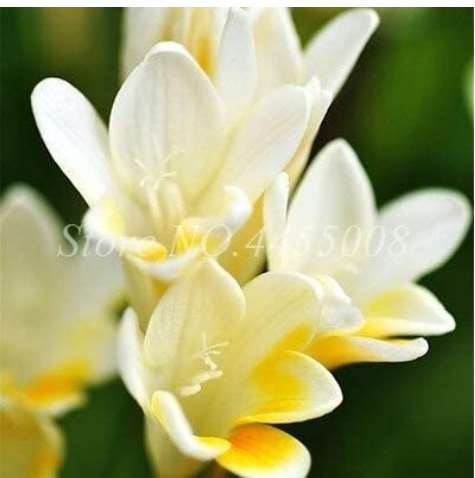 100PCS Gorgeous Freesia Seeds Yellowish White Flowers Hardy Plants