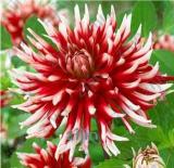 100PCS Dahlia Flower Seeds Big Blooms Dark Red White Double Petails