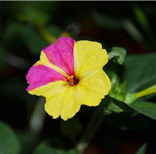 20PCS Jasmine Mirabilis Flower Seeds Yellow and Hot Pink Petals Flowers