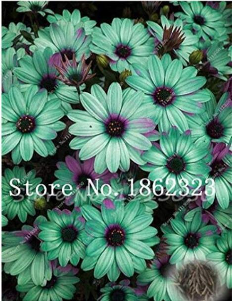 100PCS Cosmos Flower Seeds Acid Blue Double Flowers with Purple-Black Centre
