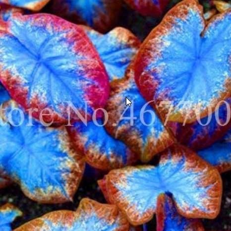 100PCS Thailand Caladium Seeds Burnt Rose Elephant Ear Flower Blue-Brown-Rose Red Triple Colors