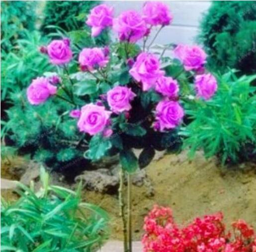 50PCS Pinkish Purple Rose Tree Flower Seeds Perennial Plants