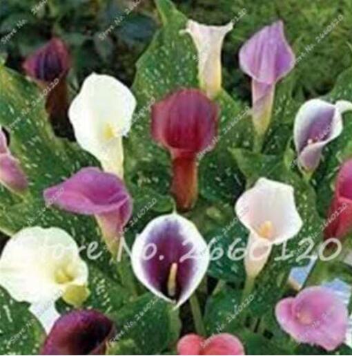 100PCS Colorful Zantedeschia Aethiopica Seeds