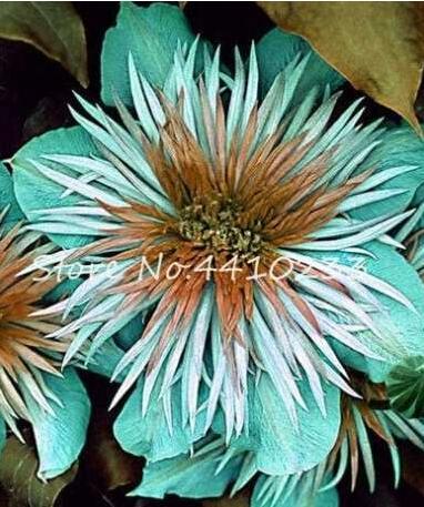 100PCS Acid Blue Clematis Seeds Perennial Climbing Flowers with White-Brown Centre
