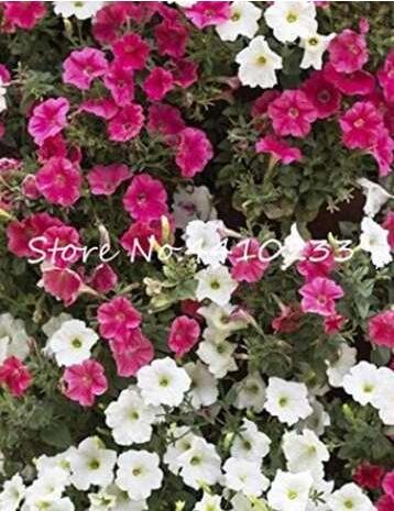 20PCS MIXED Impatiens Balsamina Seeds Red White Pink Flowers